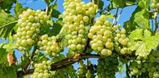 Coldiretti: «La peronospera ha attaccato tutti i vigneti biscegliesi»