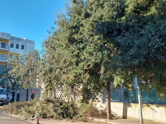 via bartolo colangelo - verde