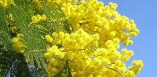 Incontro sul ruolo della donna organizzato dall’A.M.I. di Bisceglie nell’auditorium dell’Epass