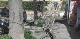 Cade un ramo di grosse dimensioni in Piazza Diaz, la segnalazione di un cittadino
