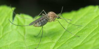 Interventi preventivi per contrastare il virus “West Nile”, ordinanza del sindaco Angarano