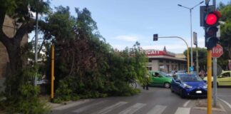 Grosso ramo cade all’incrocio tra Via Di Vittorio e Via Bovio, nessun danno a persone e mezzi