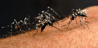 Lotta a mosche e zanzare, nuova disinfestazione venerdì 9 agosto