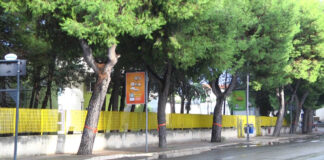 Abbattimento dei pini in via Di Vittorio, raccolte già 300 firme per individuare soluzioni alternative