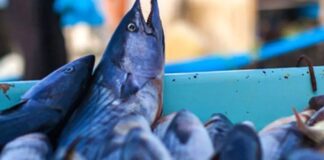 Cia Bari-Bat: “Colpo di grazia per il settore della pesca” a Bisceglie e a Molfetta