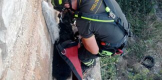Cane salvato dai Vigili del Fuoco all’altezza della spiaggia de “il braccio”