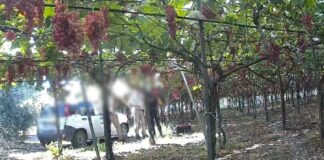 Furto di uva nell’agro, due episodi in una settimana: ladri bloccati da Guardie Campestri e Carabinieri
