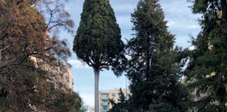 Alberi monumentali d’Italia, confermati nell’elenco i tre esemplari biscegliesi