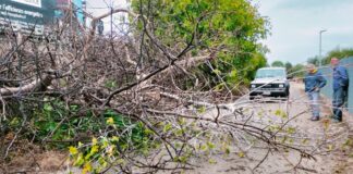 Albero cade sulla complanare della 16 bis, nessun danno a persone o veicoli