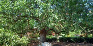 “Giornata degli Alberi”: appuntamento al Giardino Botanico Veneziani