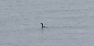 Avvistato un esemplare di cigno nero all’altezza della Spiaggia del Pretore