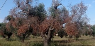 Incontro su Xylella, “Diritti in Comune”: «Non un convegno scientifico, ma ricettacolo di negazione della realtà»