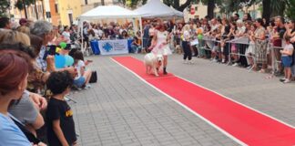 L’Enpa di Bisceglie al lavoro per la seconda edizione di “Cani in Passerella”
