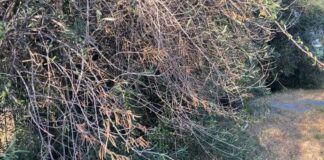 Dal Comune di Bisceglie 20mila euro per contrastare la diffusione della Xylella