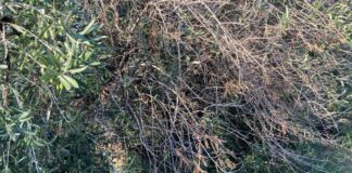 Xylella a Bisceglie, in Prefettura un tavolo per seguire l’evoluzione