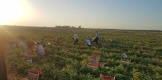 Al via le candidature per i progetti di servizio civile agricolo 2025