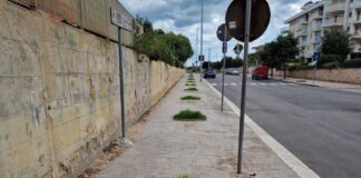 Bando regionale “Alberi per il futuro”, la nota di Spazio Civico