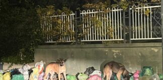 Randagismo e gestione problematica della raccolta rifiuti nel quartiere Sant’Andrea, la nota di Spazio Civico