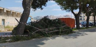 Taglio degli alberi: le associazioni replicano al sindaco e chiedono trasparenza
