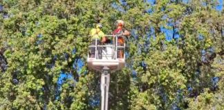 Avviata la potatura per il leccio monumentale di corso Umberto