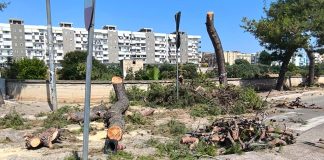 Cala Arciprete e verde, Legambiente: «Continua la mattanza, i lecci seccano. Il depaving è un ricordo»