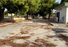 Rimosso il pino in via Veneziano dopo 5 mesi. Spunta ipotesi di un giardino della memoria per Alicia