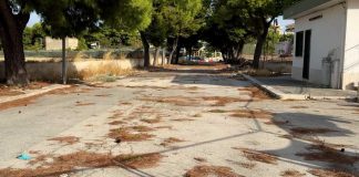 Rimosso il pino in via Veneziano dopo 5 mesi. Spunta ipotesi di un giardino della memoria per Alicia
