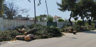 Alberi abbattuti, le associazioni: «113 rimozioni senza perizia tecnica e oltre 170mila euro spesi»