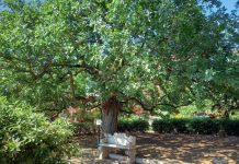 A Bisceglie l’arte incontro la natura con “Str-Ade in Arte”