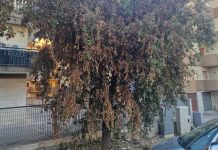 Verde, la denuncia di Spazio Civico: «I lecci della città stanno morendo tra parassiti e abbandono»