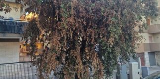 Verde, la denuncia di Spazio Civico: «I lecci della città stanno morendo tra parassiti e abbandono»