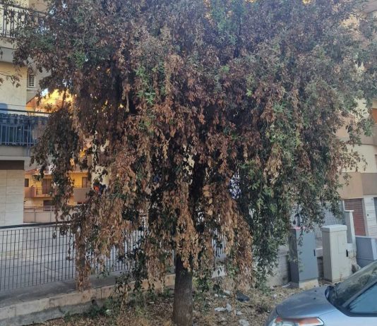 Verde, la denuncia di Spazio Civico: «I lecci della città stanno morendo tra parassiti e abbandono»